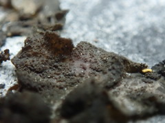 Lathagrium fuscovirens