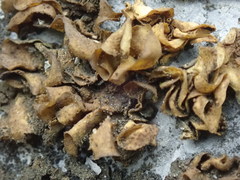 Lathagrium fuscovirens