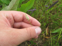 Polygala ambigua
