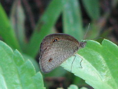 Ypthima arctous