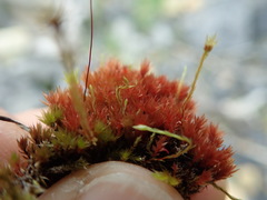 Ptychostomum pallens