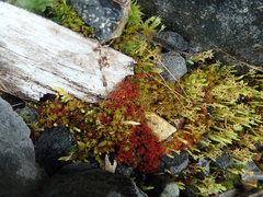 Ptychostomum pallens