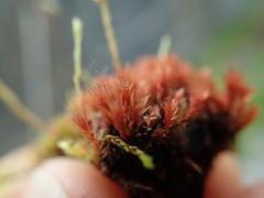 Ptychostomum pallens