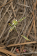 Monardella douglasii