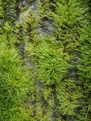 Brachythecium frigidum