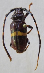 Trachyderes succinctus