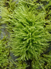 Brachythecium frigidum