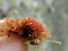 Ptychostomum pallens