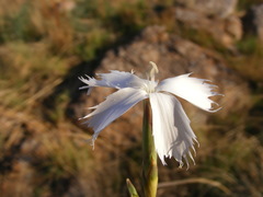 Dianthus mooiensis