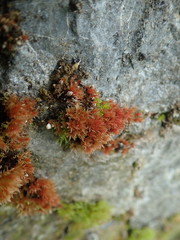 Ptychostomum pallens