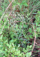 Sericocarpus linifolius