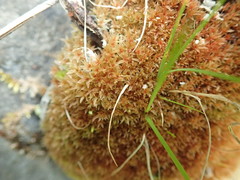 Ptychostomum pallens