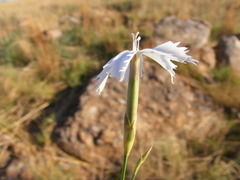 Dianthus mooiensis