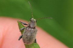Demotina modesta