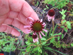 Echinacea simulata