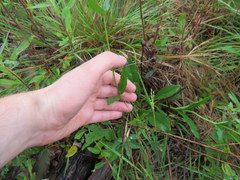 Penstemon laevigatus