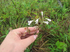 Penstemon laevigatus