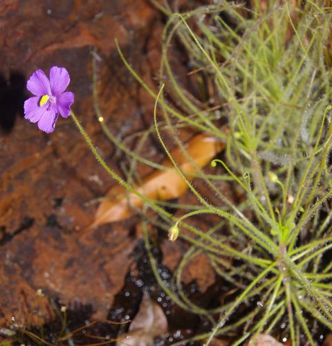 Byblis liniflora Salisb.