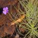 Byblis liniflora - Photo (c) eyeweed, alguns direitos reservados (CC BY-NC-ND)