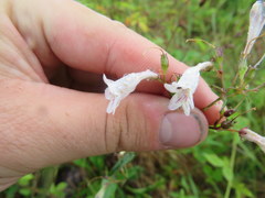 Penstemon laevigatus