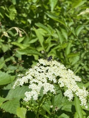 Eristalis saxorum