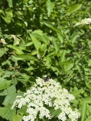 Eristalis saxorum