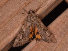 Catocala micronympha