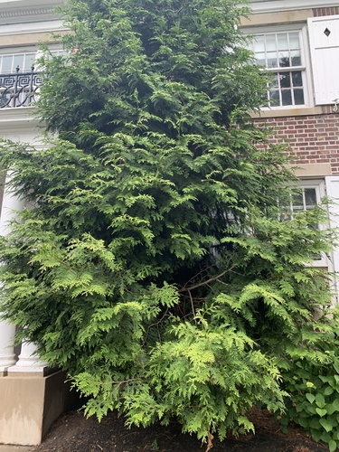 photo of Hinoki Cypress (Chamaecyparis obtusa)