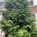 photo of Hinoki Cypress (Chamaecyparis obtusa)