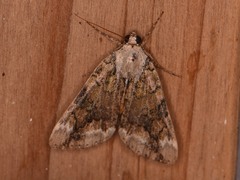 Catocala micronympha