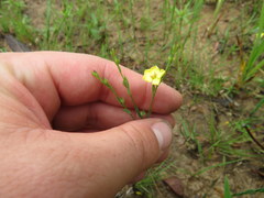 Linum medium texanum