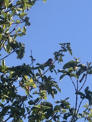 Haemorhous mexicanus