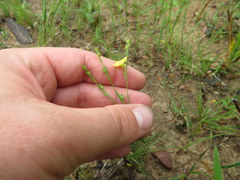 Linum medium texanum