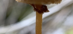 Galerina paludosa
