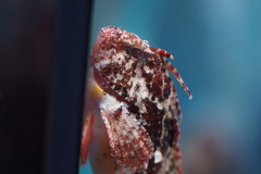 Redfin Waspfish photo 4