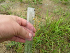 Schoenolirion wrightii