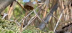Galerina paludosa