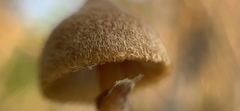 Galerina paludosa