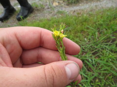 Linum medium texanum