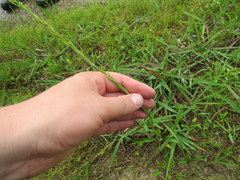 Linum medium texanum