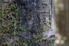 Eustilbum aureum