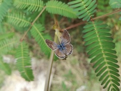Hemiargus ramon
