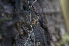 Eustilbum aureum