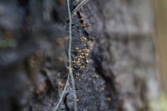 Eustilbum aureum