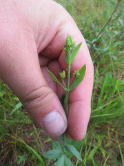 Hypericum virgatum