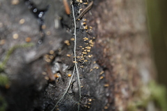Eustilbum aureum