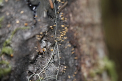 Eustilbum aureum