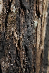 Eustilbum aureum