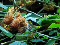 Hemithraupis flavicollis