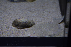 ヒラメ